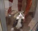 Cat in the Shower.jpg
