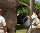 Elephant Dung Catcher.jpg