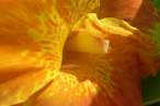 Flower.jpg