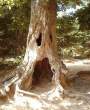 scary_tree-bb6.jpg