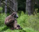 Baboon.jpg
