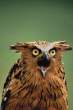 Owl.jpg