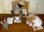 Calligraphy Cats.jpg