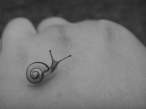 Snail.jpg