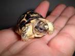 Tortise.jpg