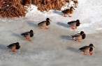 Ducks.jpg