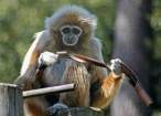 Monkey.jpg