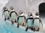 Penguins.jpg