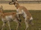 Humping.jpg