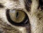Eye.jpg