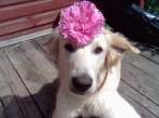 Flower.jpg