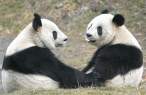 Panda.jpg