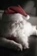 Cat Santa.jpg