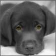 Puppy.jpg