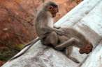 Monkeys.jpg