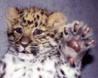 Baby tiger.jpg