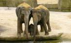 Elephants.jpg