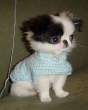 Puppy.jpg