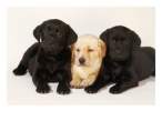Yellow-and-Black-Labrador-Retriever-Puppies-Photographic-Print-C11856089.jpeg