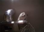 Owl.jpg