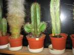 Cactus.jpg