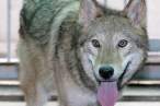 Wolf.jpg