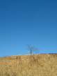 Field.jpg