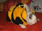Adventure wabbit.jpg