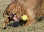 Catch.jpg