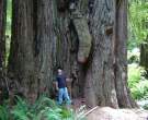 Redwood Wood.jpg