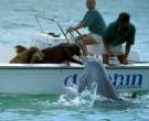 Dolphin Kisses Dog.jpg