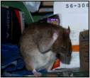 Rat.jpg