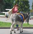 Donkey.jpg