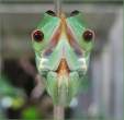 frogs.jpg