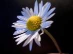 Lonely daisy.jpg