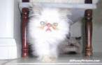 crazycats.jpg