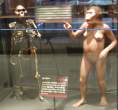 The missing link.jpg