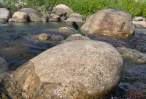 Dragonfly on the Rock.jpg