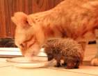 Sharing milk.jpg