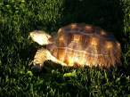 Turtle.jpg
