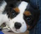 Little Puppy.jpg