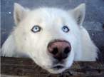 Blue eyed dog.jpg