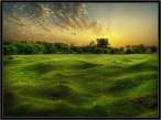 Field.jpg