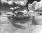 Crab.jpg