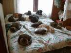 Cats.jpg