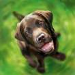 Happy puppy.jpg