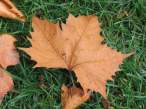 Fall.jpg
