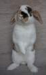 Standing wabbit.jpg