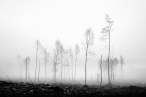 Fog.jpg