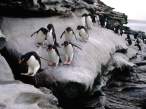 Penguins.jpg